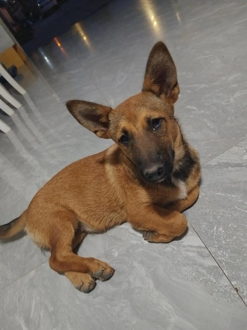 抖音搞笑狗狗马犬视频