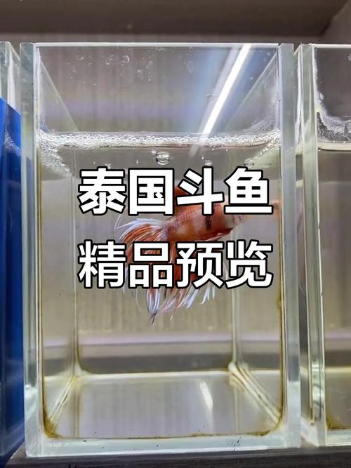 为什么斗鱼直播看不了