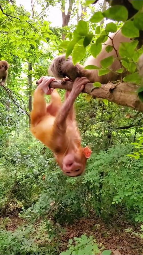 抖音喝酒游戏猴子爬树