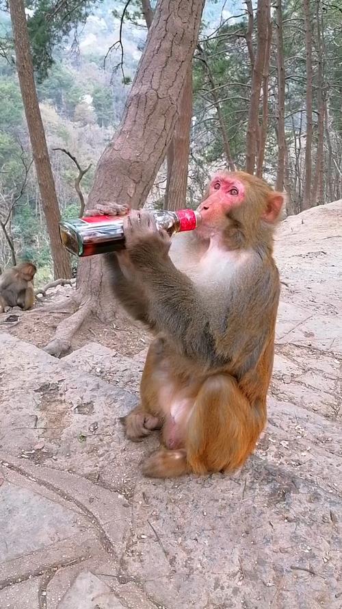 抖音喝酒游戏猴子爬树