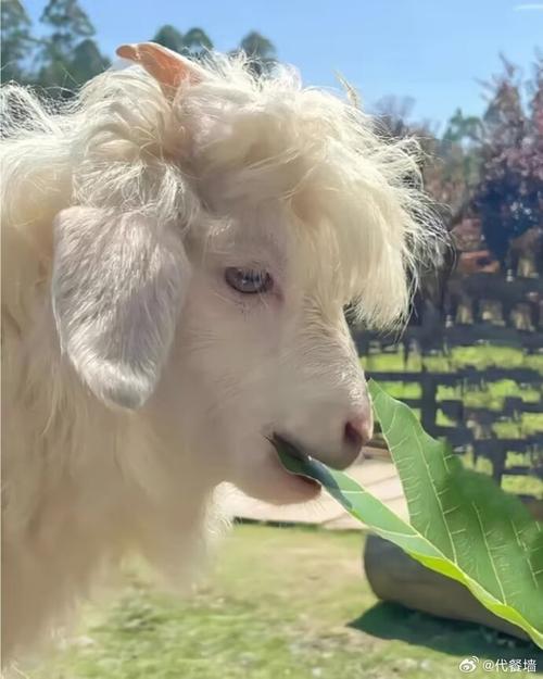 快手网红牧羊帅的照片