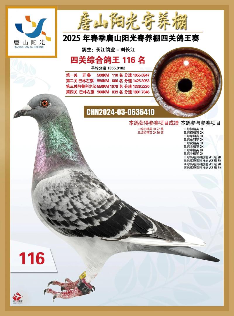 中鸽网赛事直播鸽网