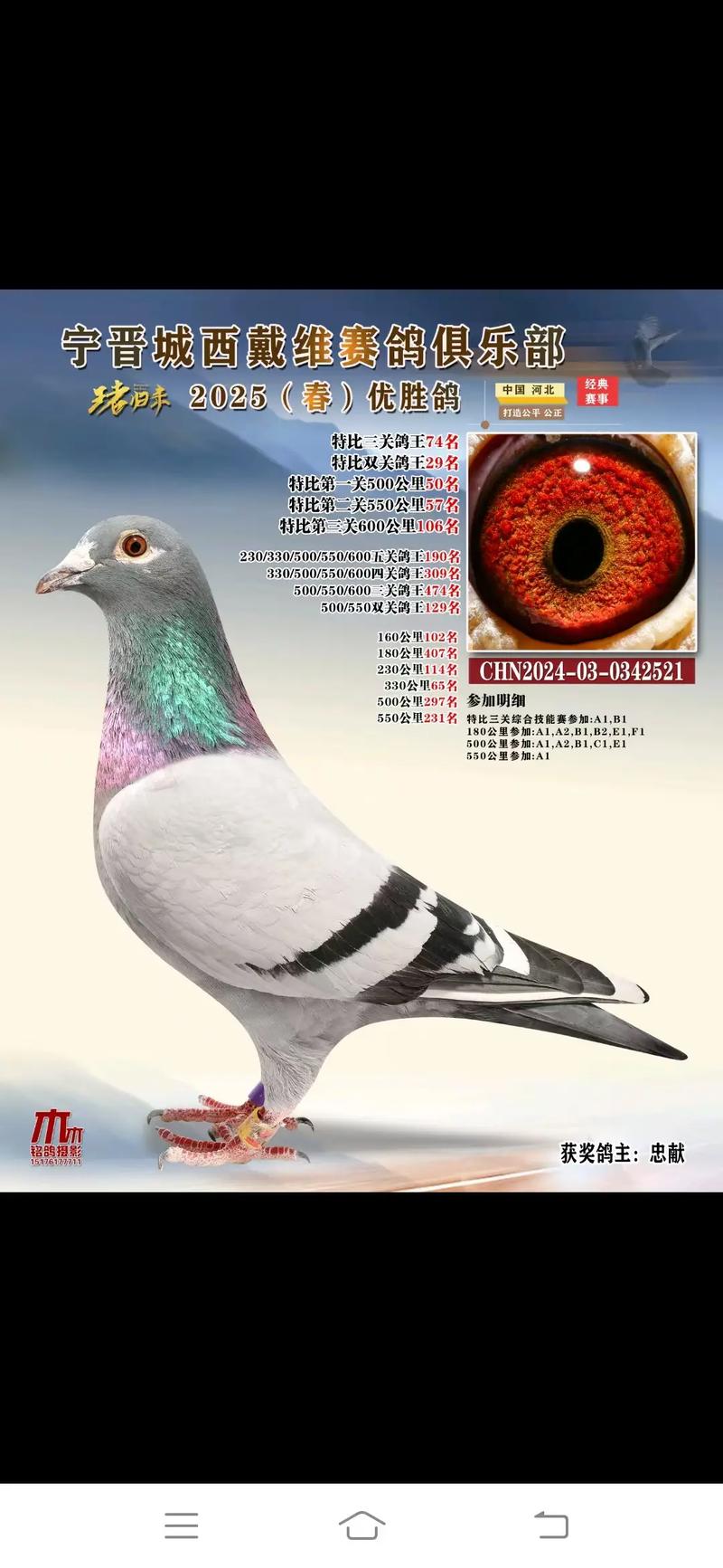 中鸽网赛事直播鸽网