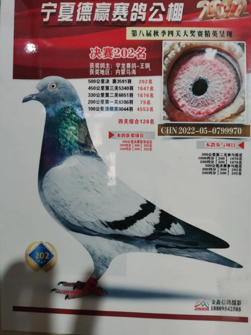 中国信鸽中国直播网