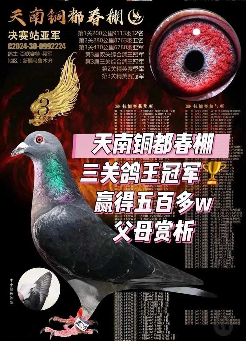 中国信鸽中国直播网