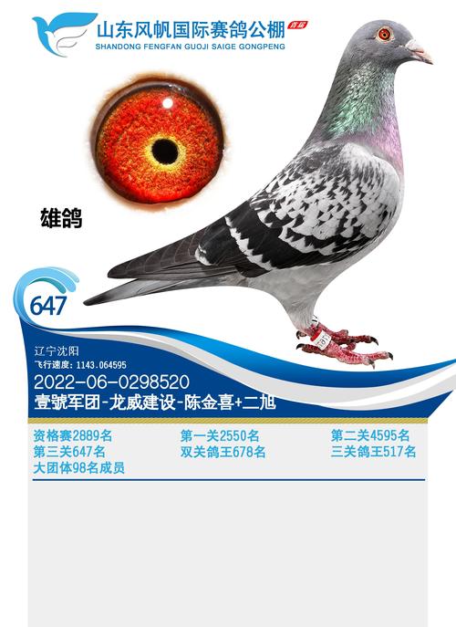 中国信鸽中国直播网