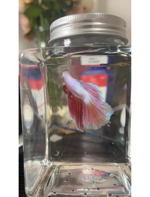 斗鱼直播申请直播间