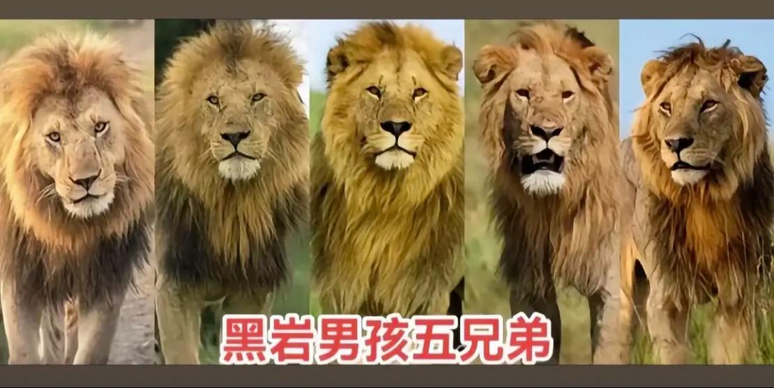 快手金钱豹兄弟叫什么