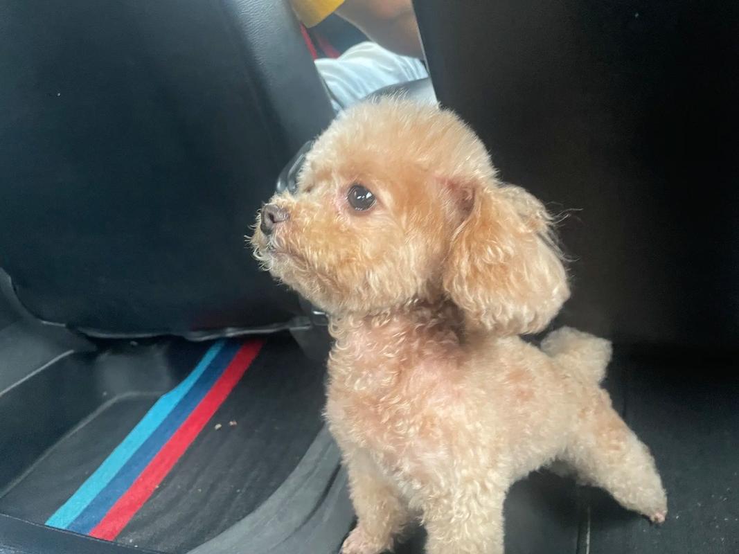 快手布丁妹妹叫什么名