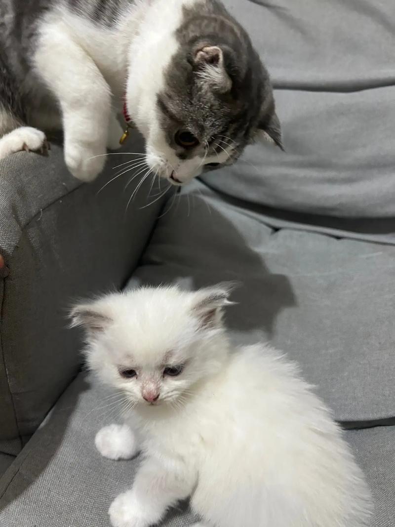 快手布丁妹妹叫什么名