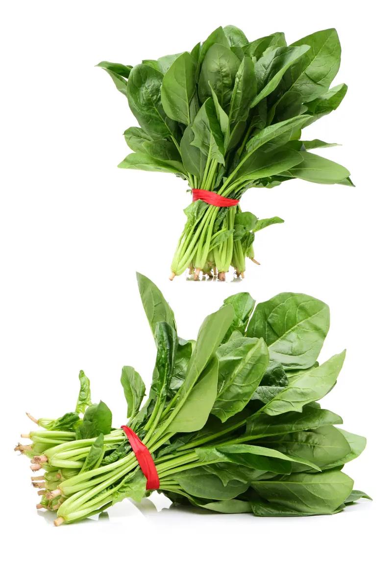 抖音菠菜一块儿视频