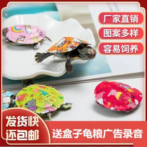 抖音网红七彩小乌龟