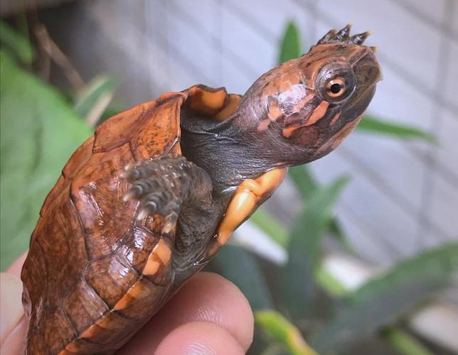 抖音网红七彩小乌龟