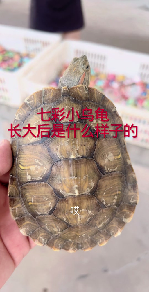 抖音网红七彩小乌龟
