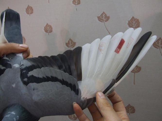 安捷网赛鸽赛事直播