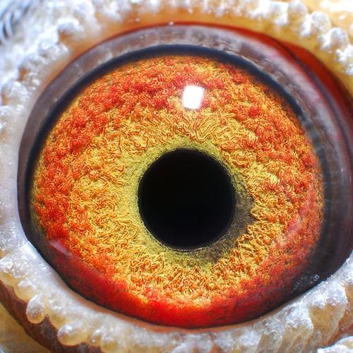 安捷网赛鸽赛事直播