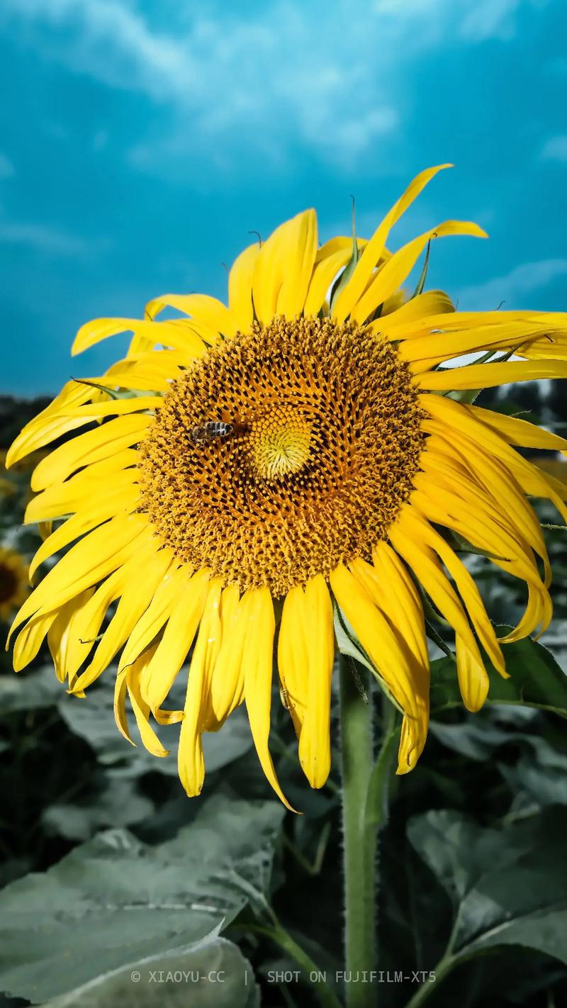 抖音上会动的向日葵