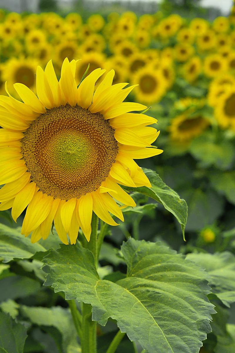 抖音上会动的向日葵