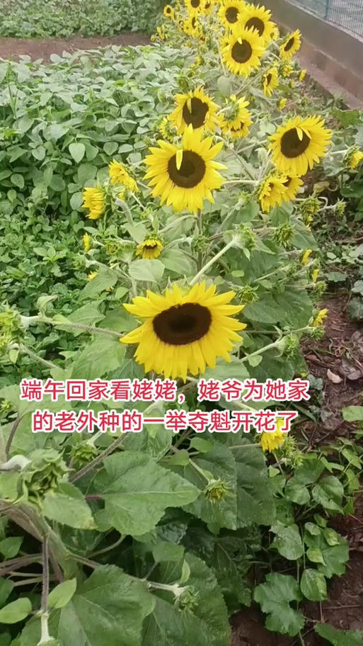 抖音向日葵开花的歌