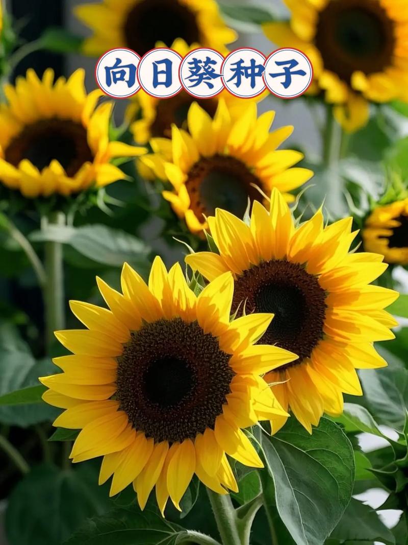 抖音向日葵开花的歌