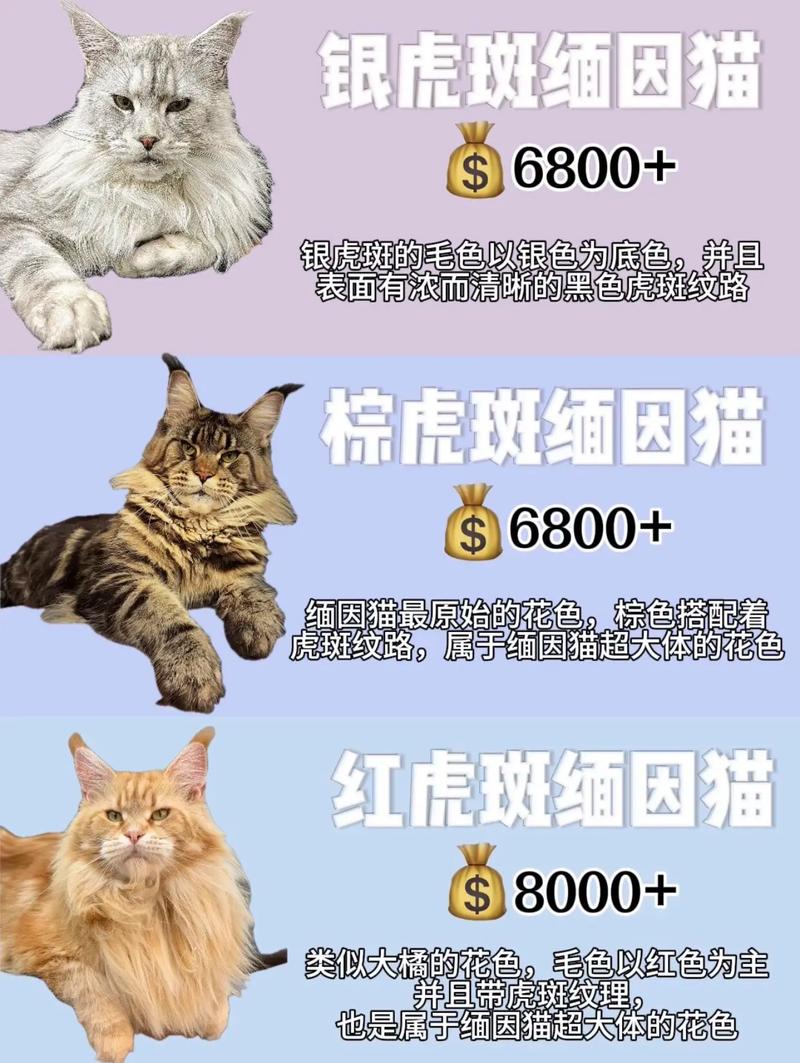 抖音里的网红猫价格