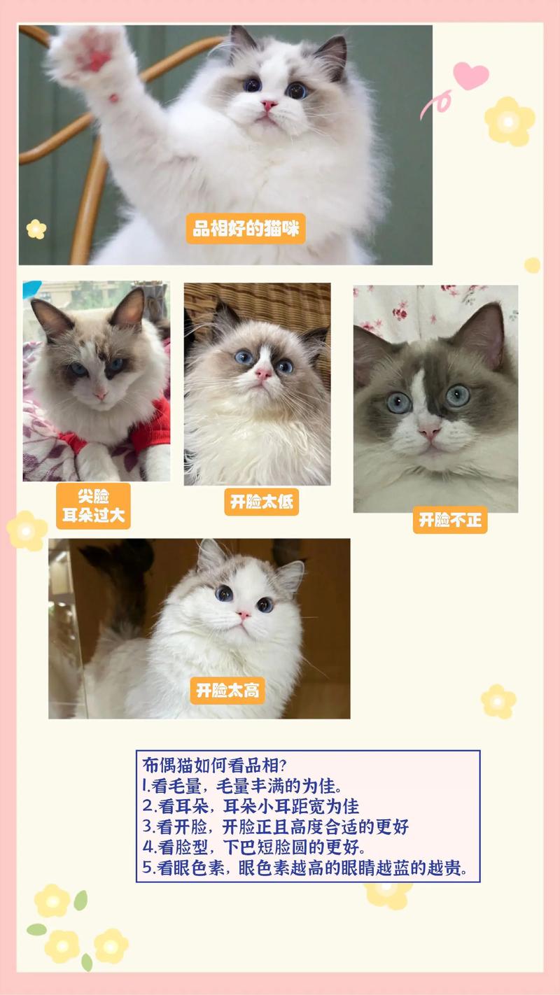 抖音里的网红猫价格