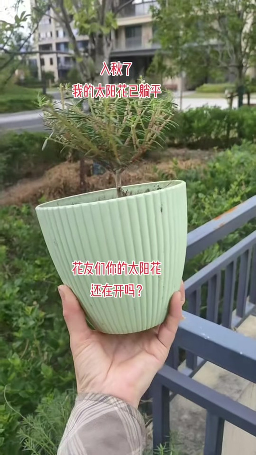 抖音上的太阳花的歌