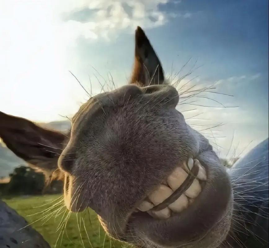 抖音超火会说话的驴