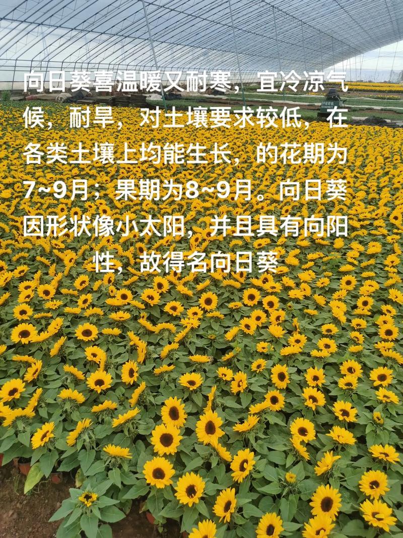 抖音向日葵是什么歌