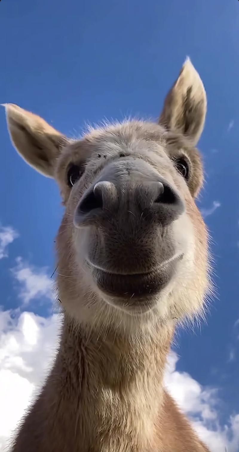 抖音会说话的小毛驴