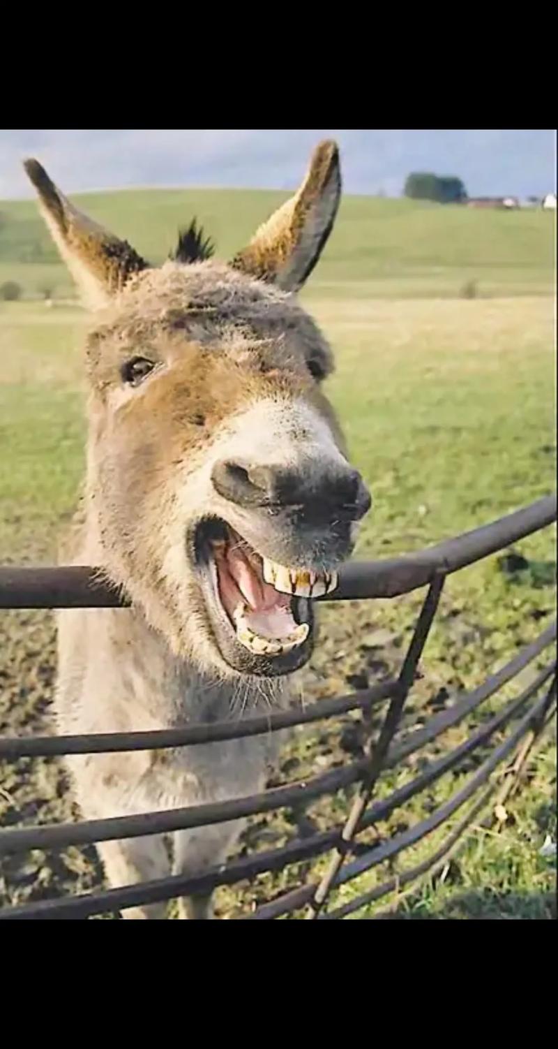 抖音会说话的小毛驴