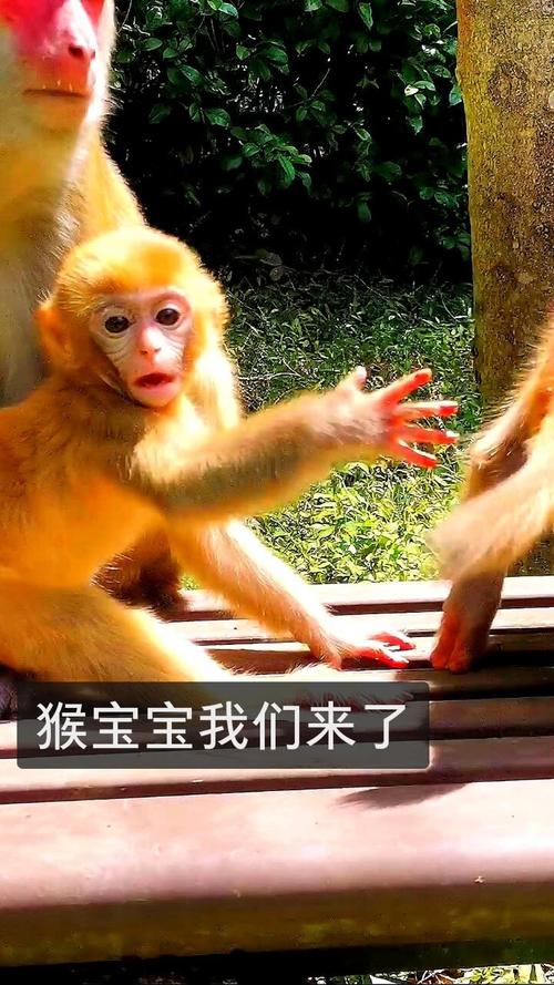 快手上的猴子在哪买的