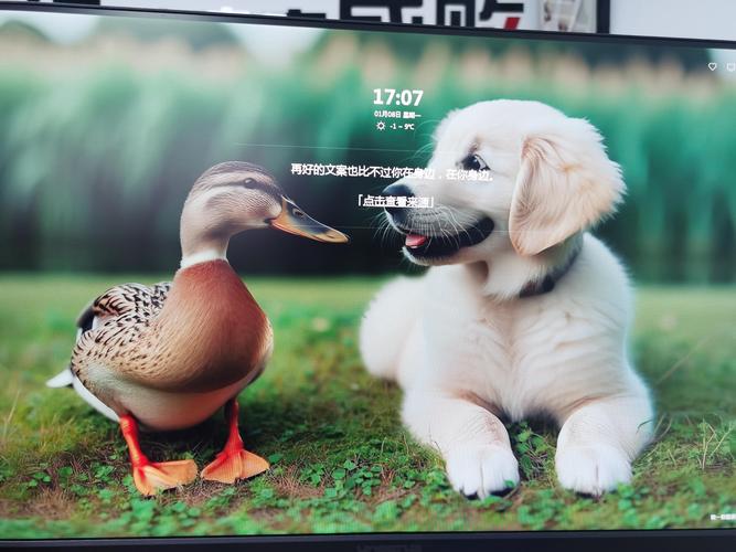 鸭鸭鹅狗狗兔兔抖音