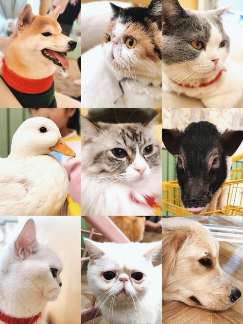 鸭鸭鹅狗狗兔兔抖音