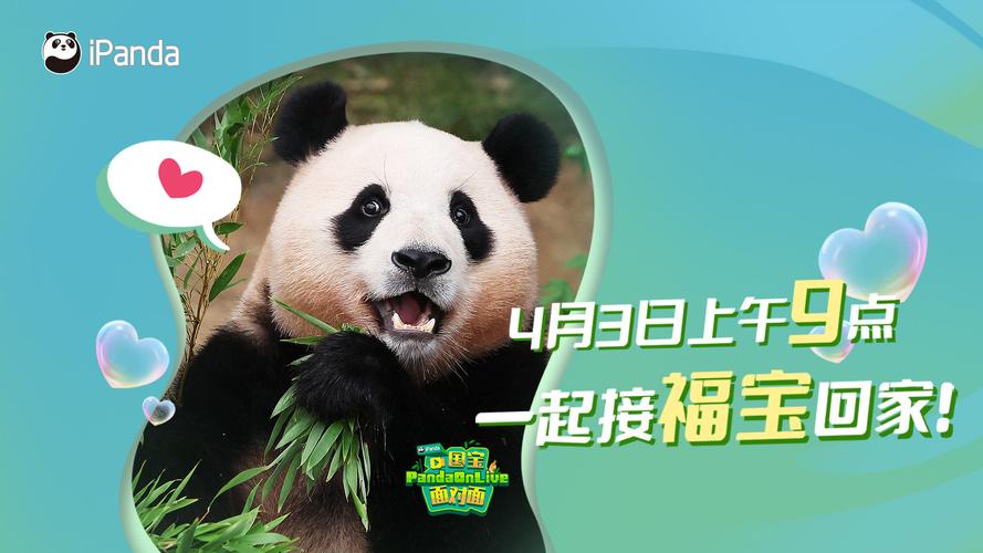 直播中国一熊猫频道