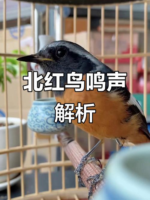 抖音有个会说话的鸟