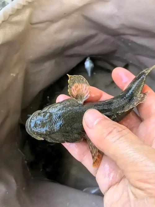 魅鱼直播是钓鱼软件