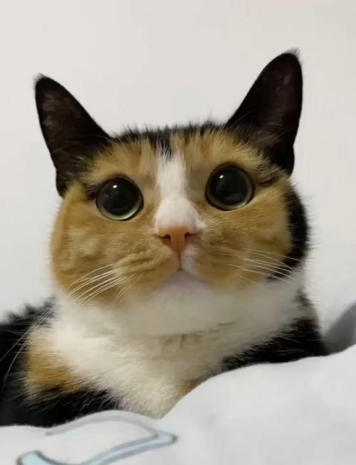 抖音有眼线唇线的猫