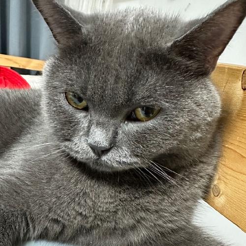 抖音有眼线唇线的猫