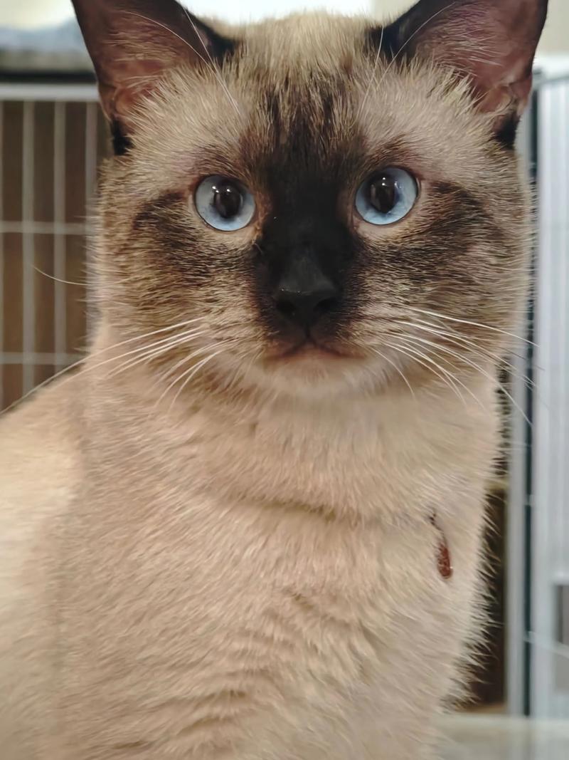 抖音有眼线唇线的猫