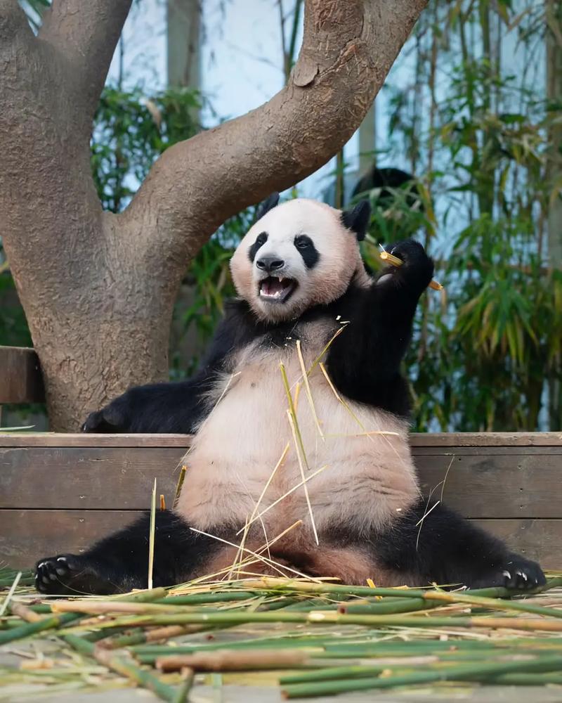 熊猫直播怎么送竹子