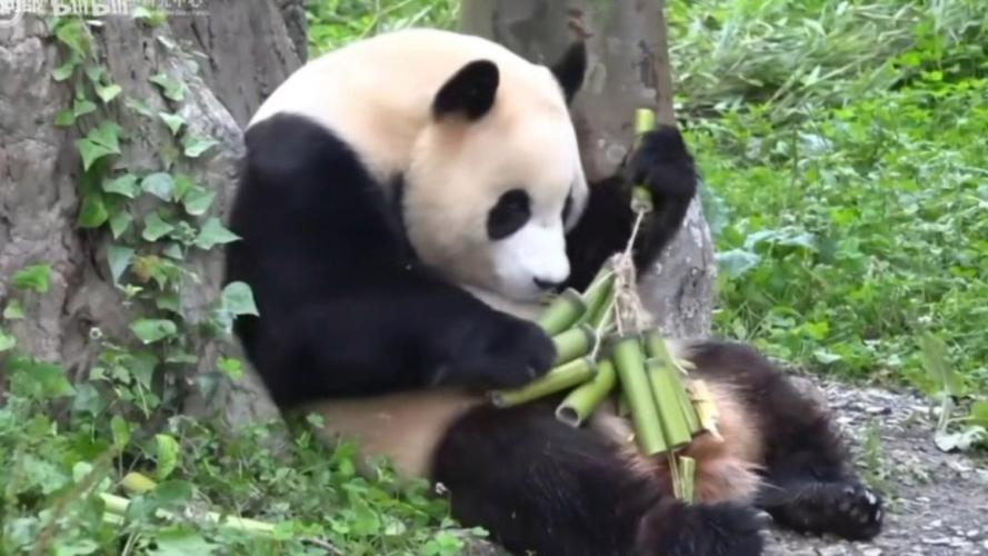 熊猫直播怎么送竹子
