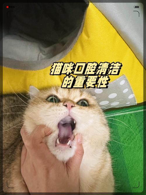 抖音猫图拿牙刷牙膏