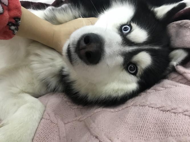 普拉达哈士奇快手id