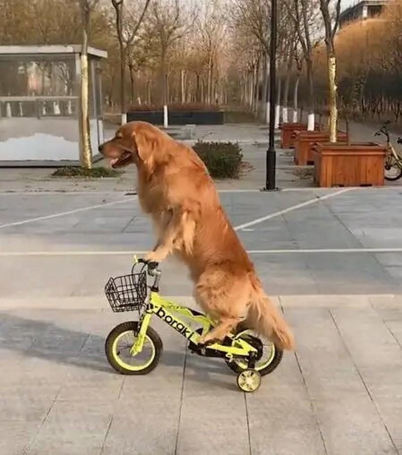 快手金毛轮胎相关视频