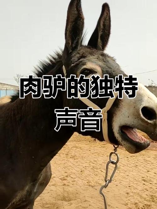 网红抖音会说话的驴