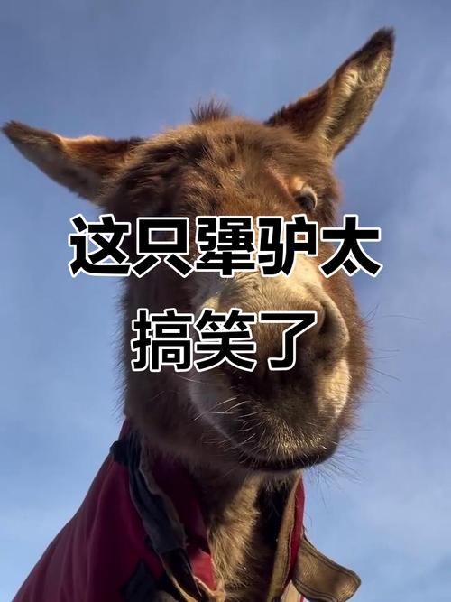 网红抖音会说话的驴