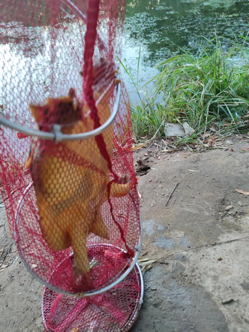 钓野生甲鱼视频直播