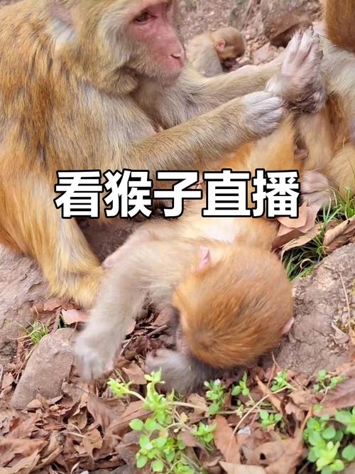 快手上养猴子的快手号