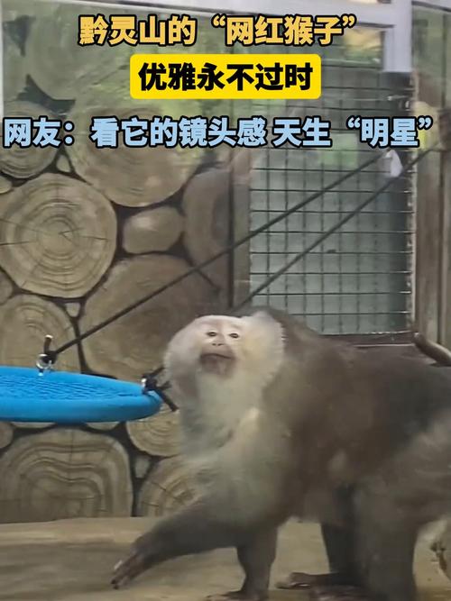 快手上养猴子的快手号